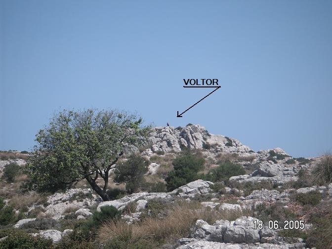 Un Voltor negre